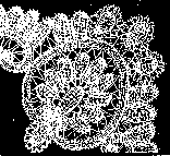 duchesse belgian lace belgium